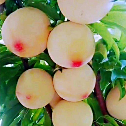 蜂糖李树苗 美人醉李子苗甜度高易丰产自花授粉南北方可种植基地