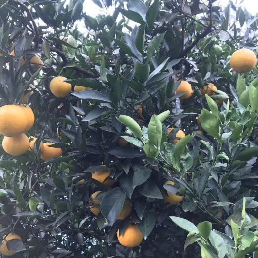 新宁县纽荷尔脐橙 湖南省邵阳市新宁县