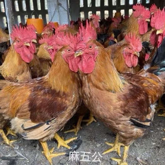 衡南县肉鸡苗  黄花公快大黄花公苗黄花5号公鸡苗质量，长速快，