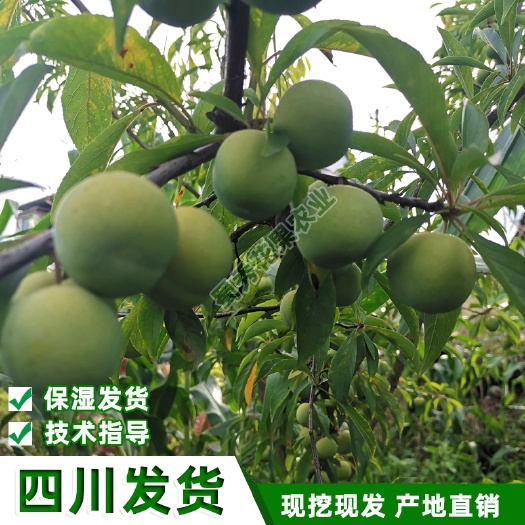 苍溪县蜂糖李树苗基地保湿发货包技术指导当年结果包品种保成活