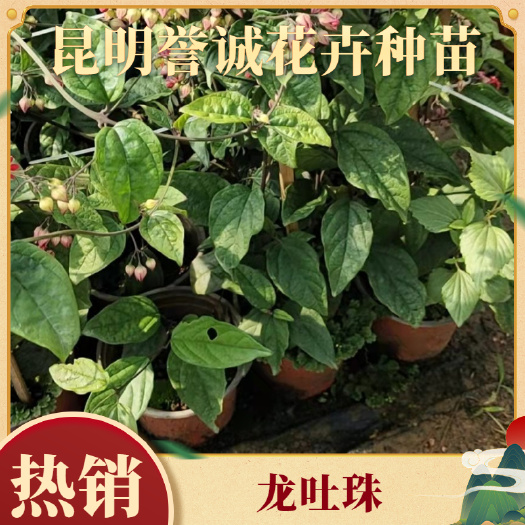 龙吐珠小苗和灯笼花