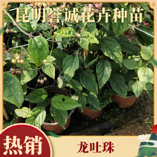 昆明龙吐珠小苗和灯笼花