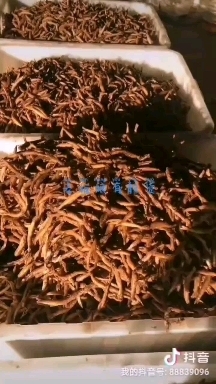 河源 泥鳅干