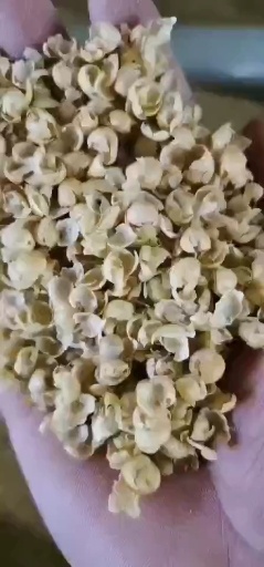 灵寿县黄大豆 黄豆，牛羊饲料