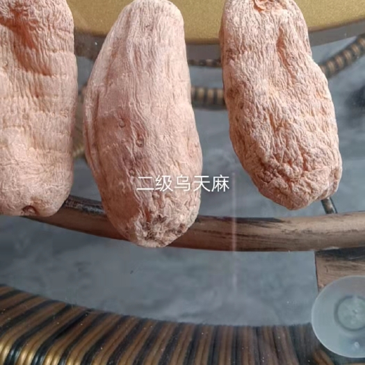 大方县 贵州道地药材，大方乌天麻，药食两用！