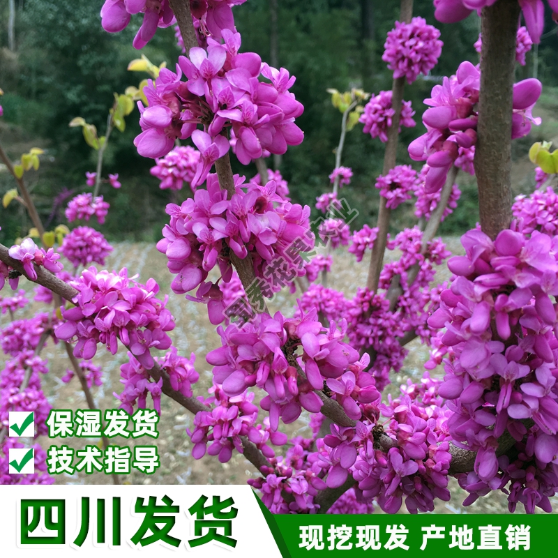 红花紫荆  四川园林绿化苗紫荆树苗围栏花卉树苗庭院盆景花卉