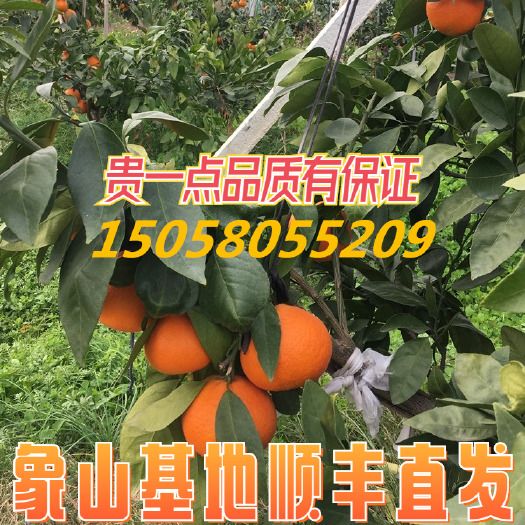 象山县 浙江象山红美人柑桔苗桔苗明日见甘平果苗橘子苗基地直发