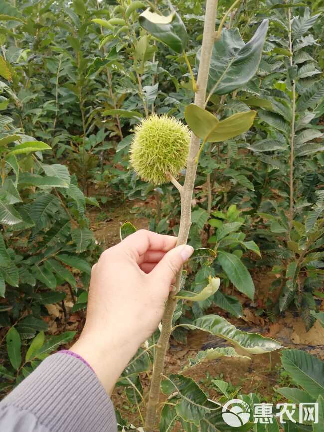 大红袍板栗苗  板栗树苗 大红袍板栗树苗包邮发货