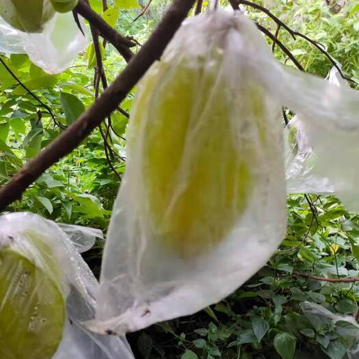 云霄县香蜜杨桃 杨桃