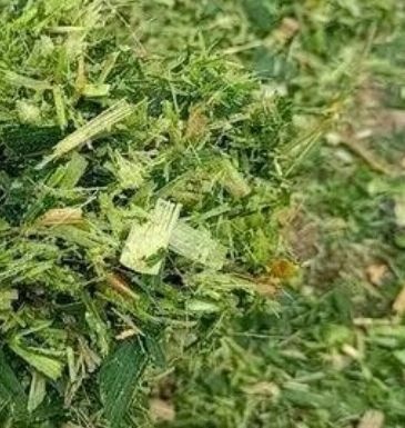 开平市青储草 牛