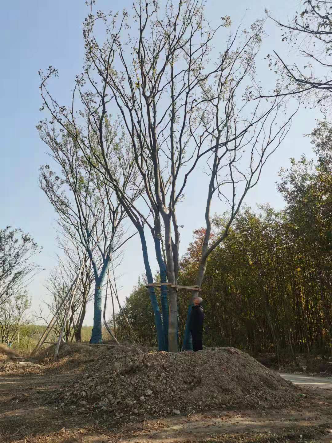 丛生朴树产地，丛生朴树价格