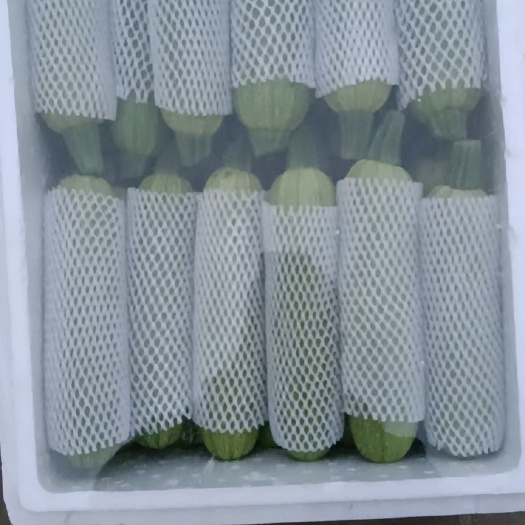 邯郸绿皮西葫芦