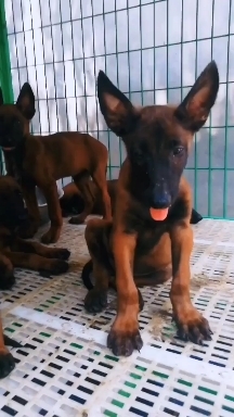 郓城县 马犬，疫苗齐全，包健康