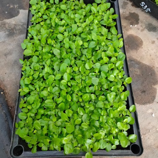 鸭脚木盆栽植物室内花卉四季常青绿植 不带土发货