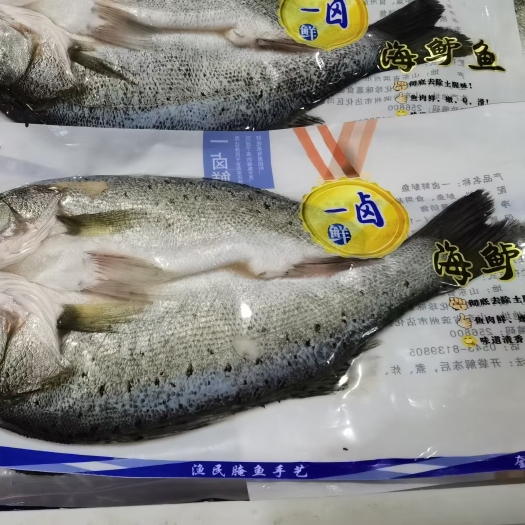 济南厂家直销一卤鲜海鲈鱼  去麟去鳃去内脏