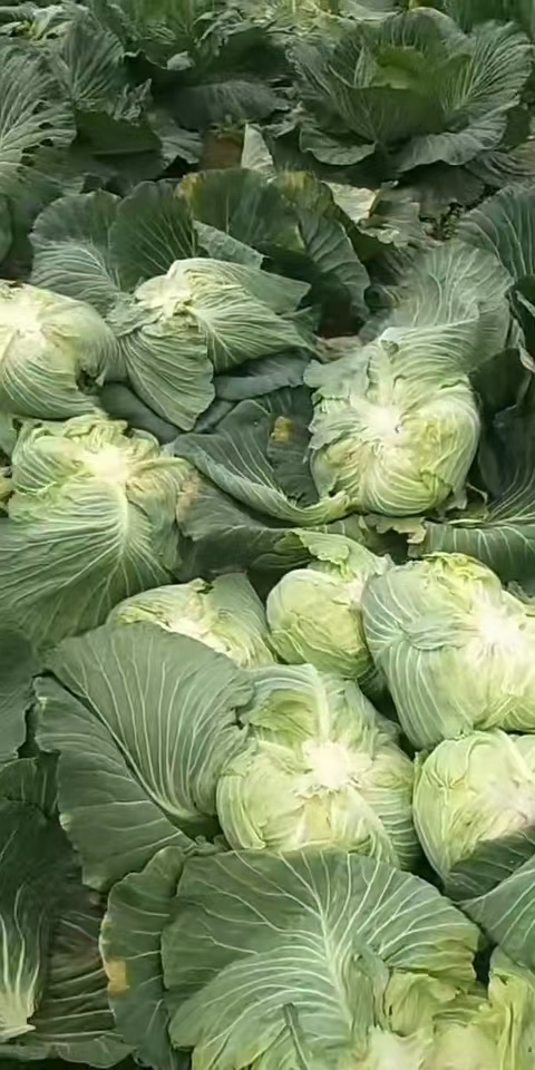 重庆市矮白菜 白菜