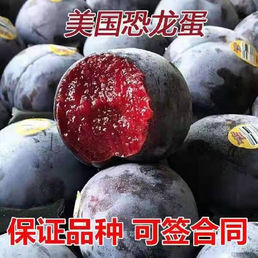 平邑县味帝李子苗 恐龙蛋李子苗，南北方适宜种植基地直销三包发货