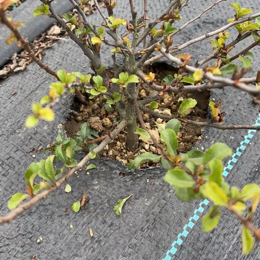 临沂长寿花盆栽 长寿梅红花一号微型盆景桩