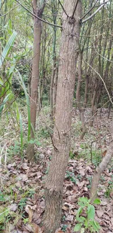 衡南县 龙脑樟