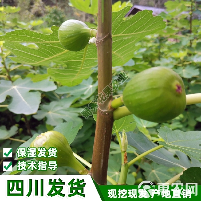 波姬红无花果苗  南北方种植波姬红无花果树苗紫果青皮无花果苗盆栽地栽包技术