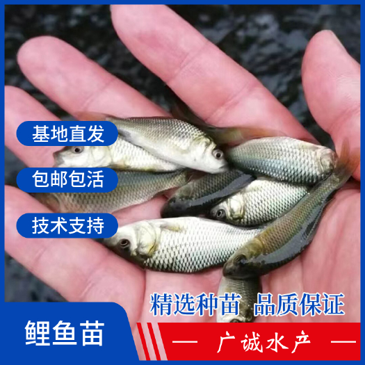 广州 鲤鱼苗，建鲤鱼苗，丰产鲤，通威鲤快大高产
