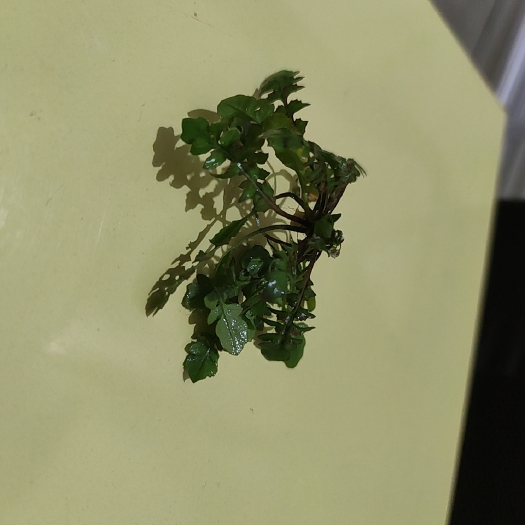 郯城县荠菜，野生荠菜现挖野生荠菜