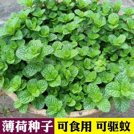 薄荷种子可食用驱蚊虫大叶盆栽四季室内种植留兰香柠檬猫薄荷种