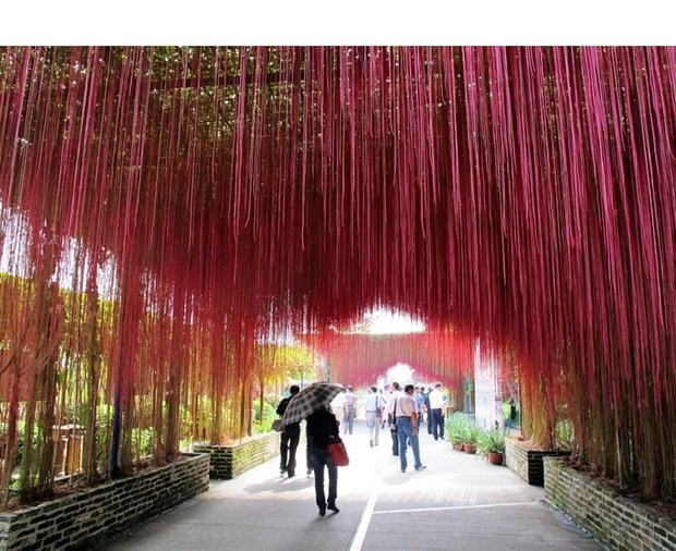 富贵帘苗锦屏藤花苗一帘幽梦攀援花卉奇特藤本植物会长彩色气生根