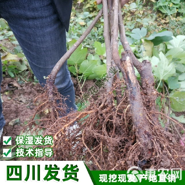 波姬红无花果苗  南北方种植波姬红无花果树苗紫果青皮无花果苗盆栽地栽包技术