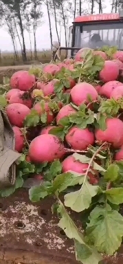 凌源市胡萝卜 红萝卜基地新下量大价格优惠全国发货