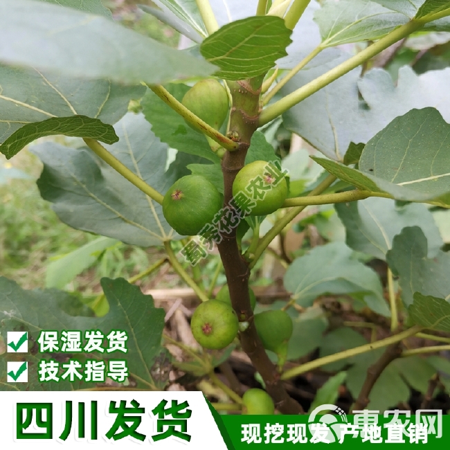 波姬红无花果苗  南北方种植波姬红无花果树苗紫果青皮无花果苗盆栽地栽包技术