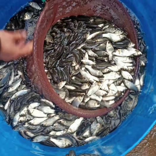 阆中市鲫鱼苗 土鲫鱼中科5号苗 提供养殖技术 基地直供 包运输下塘