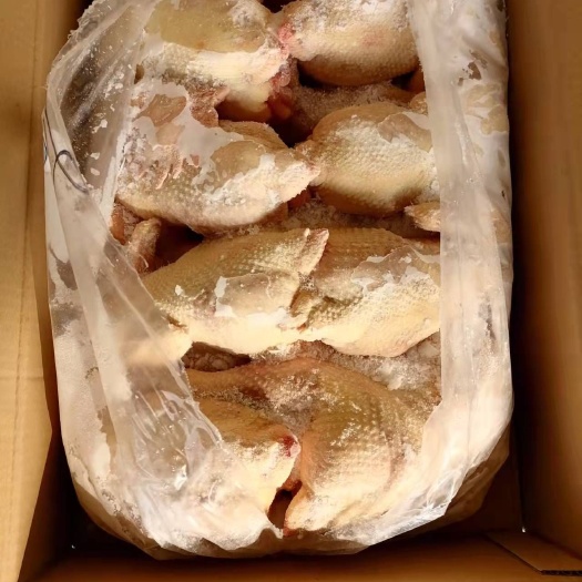 易县白条鸡  大铮牧业纯干500天老母鸡厂家销售