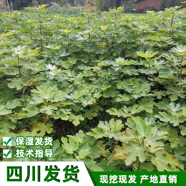 波姬红无花果苗  南北方种植波姬红无花果树苗紫果青皮无花果苗盆栽地栽包技术