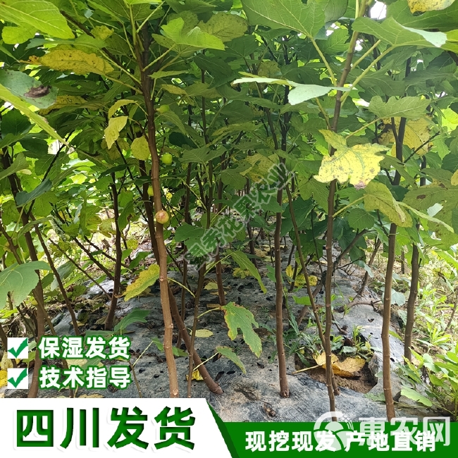 波姬红无花果苗  南北方种植波姬红无花果树苗紫果青皮无花果苗盆栽地栽包技术