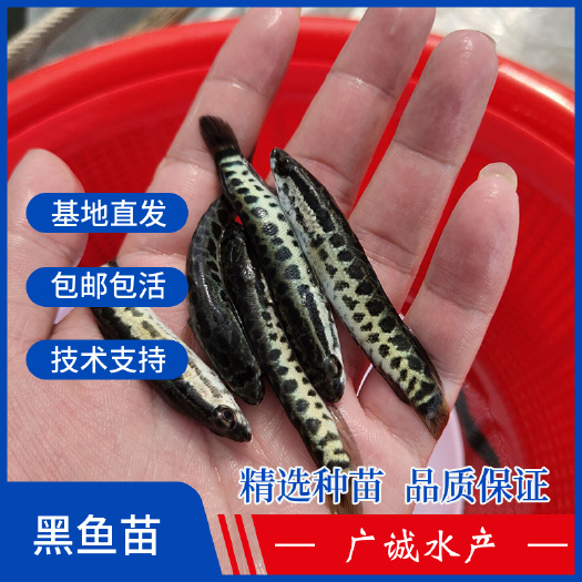 广州乌鳢苗 黑鱼苗杂交快大品种，生鱼苗乌鳢鱼苗，易养殖产量高