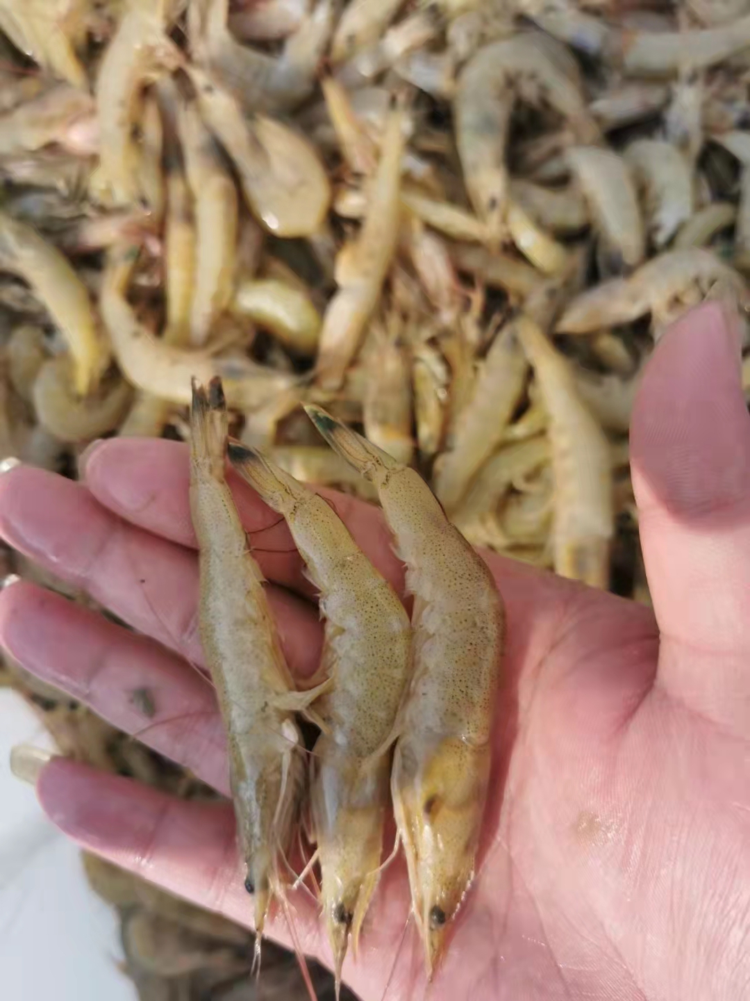 北?；鶉r 泥蝦  北海小黃蝦《冰凍的14塊一斤》