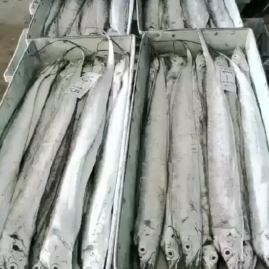 宁波国产东海（舟山带鱼）源头一手货源，厂家直销，货真价实。