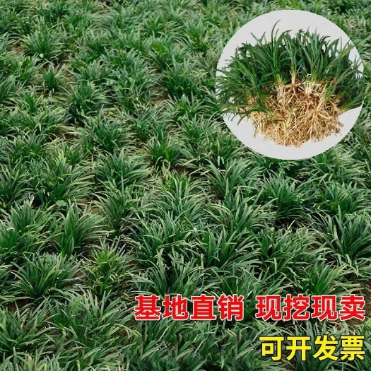 沭阳县矮麦冬草庭院绿化玉龙草小型日本矮生麦冬草苗四季青植物细叶麦