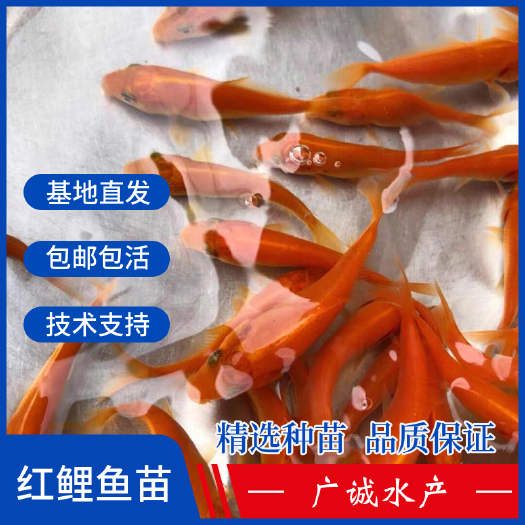 广州 兴国红鲤鱼苗，观赏红鲤鱼苗放生鱼苗，养殖场直批