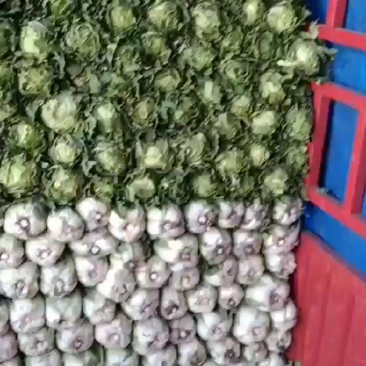 酒泉黄心娃娃菜 精品娃娃菜，量大从优。饱满度好，品质值得信赖。