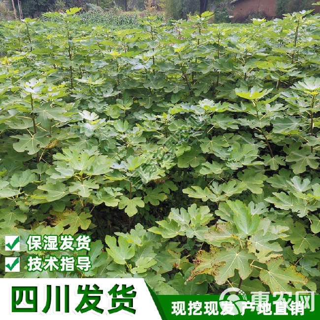 波姬红无花果苗  南北方种植波姬红无花果树苗紫果青皮无花果苗盆栽地栽包技术