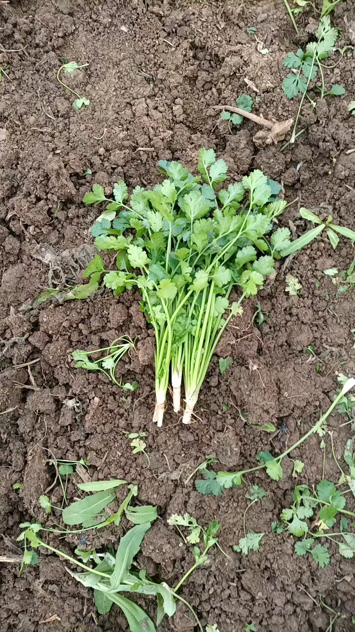 香菜，大叶香菜，基地大量供应中。