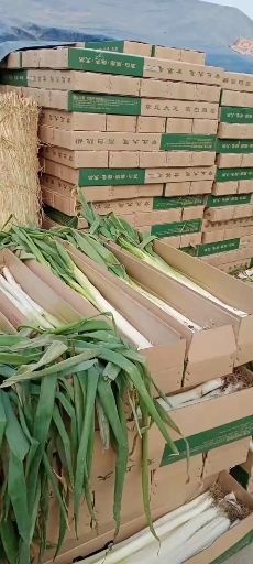 济南长白大葱 章丘大葱
