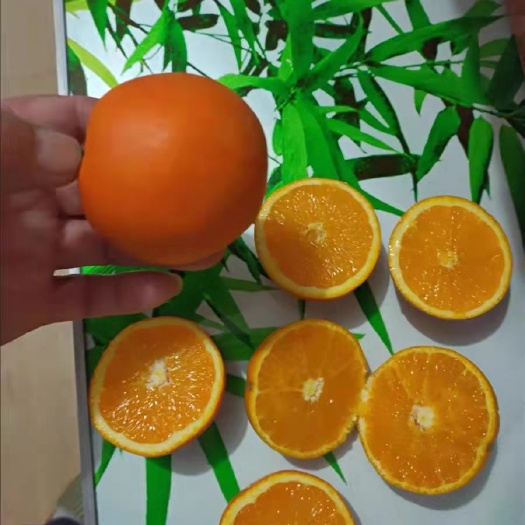 芷江县冰糖橙