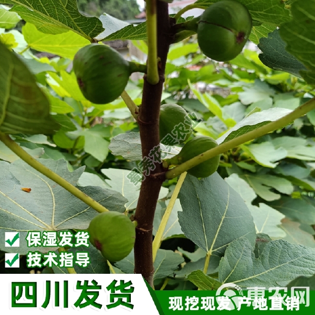 波姬红无花果苗  南北方种植波姬红无花果树苗紫果青皮无花果苗盆栽地栽包技术