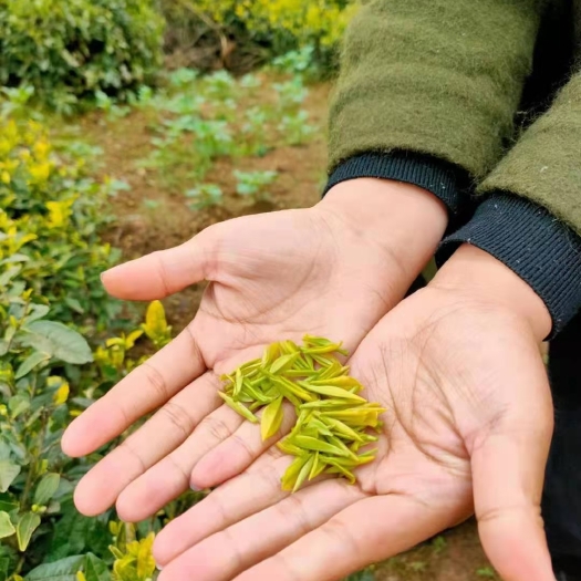 恩施市银毫茶  绿茶硒茶黄金芽茶叶芽茶春茶明前茶