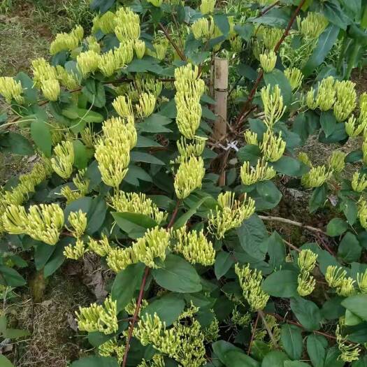 溆浦县湘蕾一号金银花苗  湖南金银花湘蕾5号花王苗