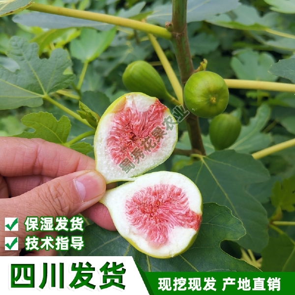 波姬红无花果苗  南北方种植波姬红无花果树苗紫果青皮无花果苗盆栽地栽包技术