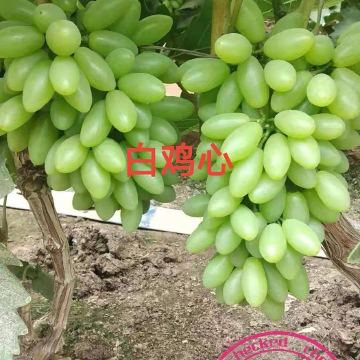 兴城市白鸡心葡萄苗 白鸡心 一年生贝达枕木